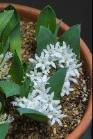 Polyxena ensifolia subsp ensifolia